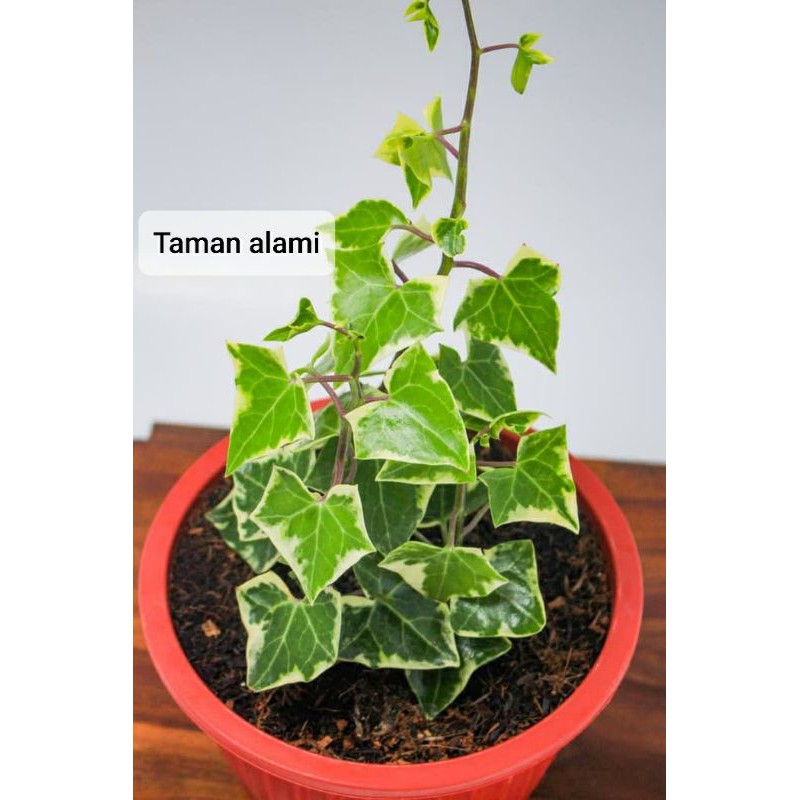 tanaman hias ivy varigata - tanaman gantung ivy varigata