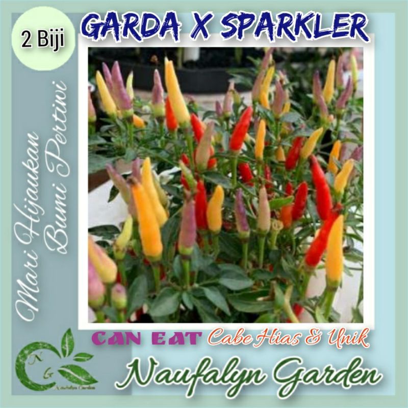 2 Benih Cabe Hias Garda X Sparkler Benih Biji Bibit Cabe Hias Import