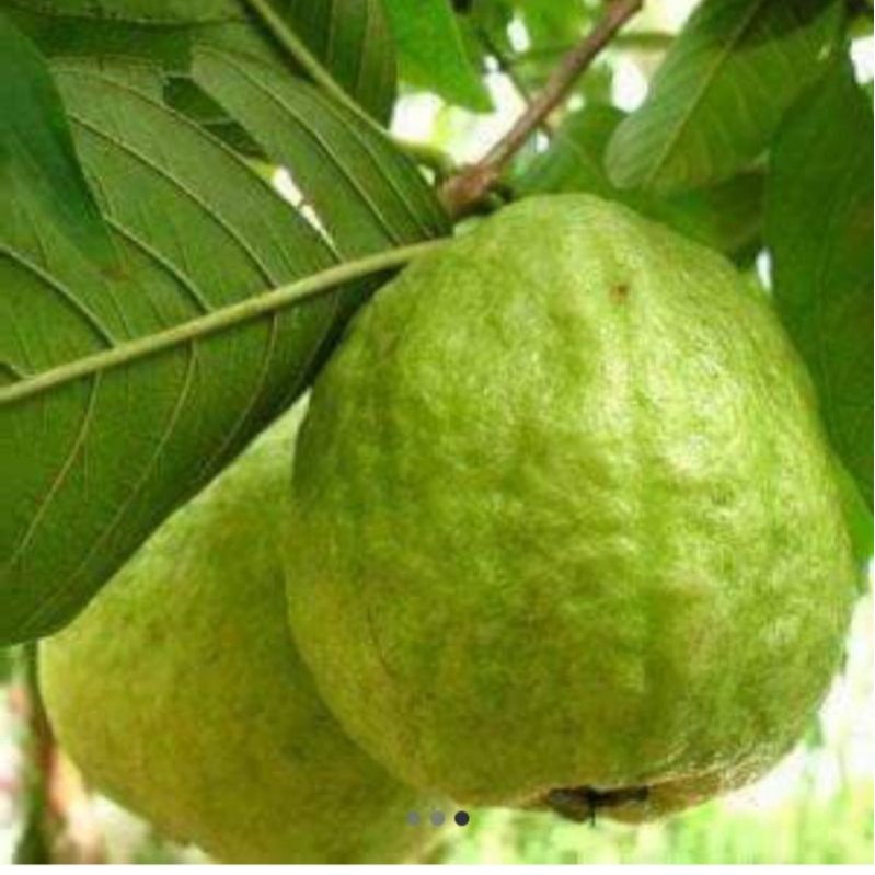 Bibit jambu kristal jumbo okulasi/cangkok cepat berbuah
