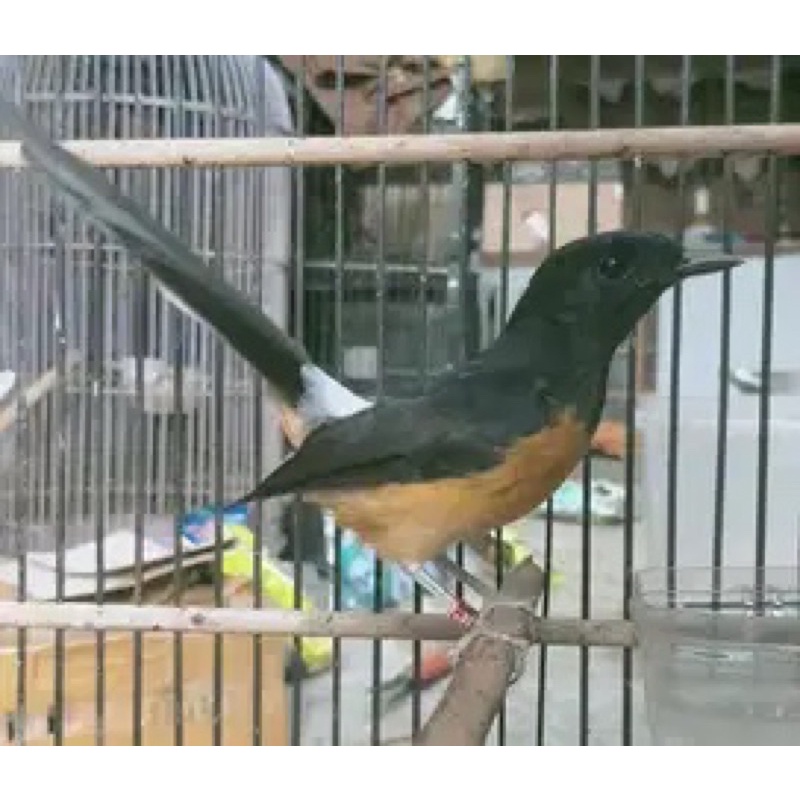 murai batu betina siapan lengkap ring