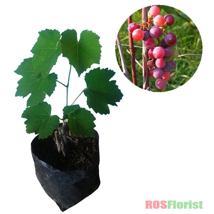 Bibit Tanaman Buah Anggur Merah J3Z