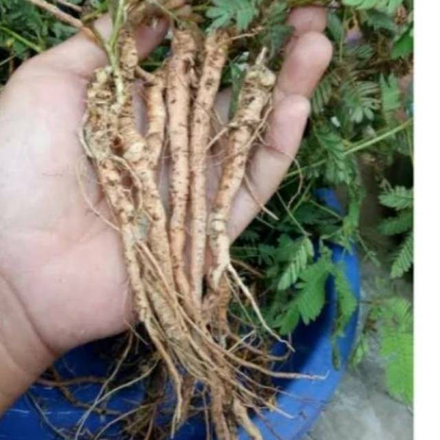 

[HERBAL PRODUK] 250gram Akar Putri Malu Segar