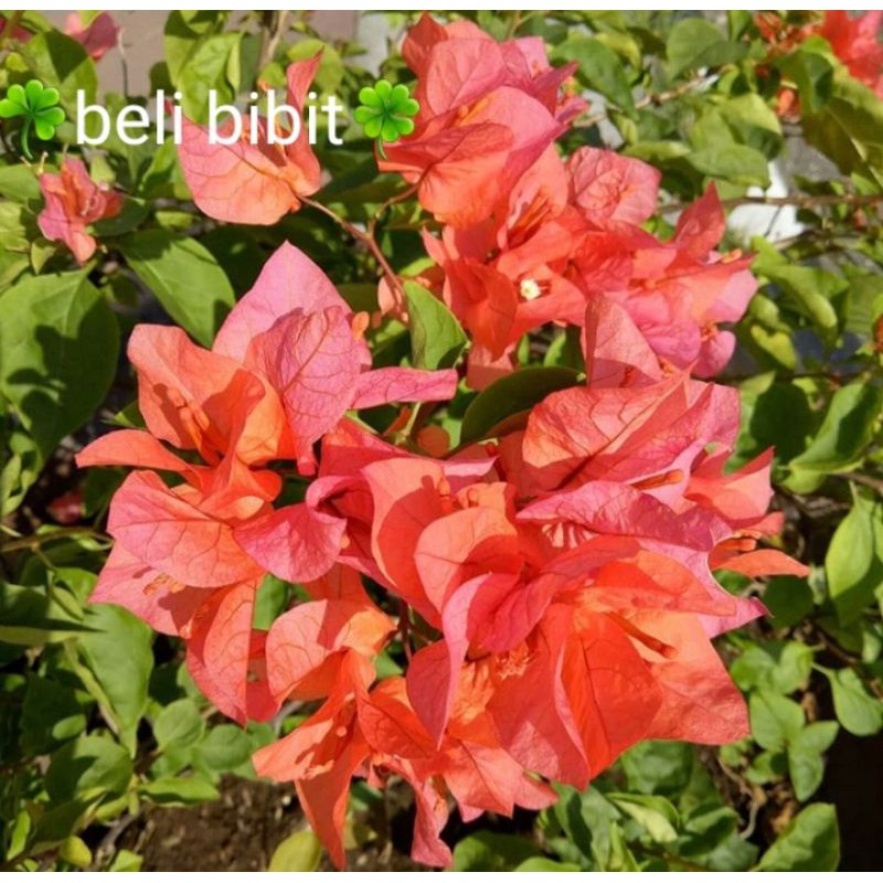 tanaman bunga bugenvil orange tanaman bunga kertas