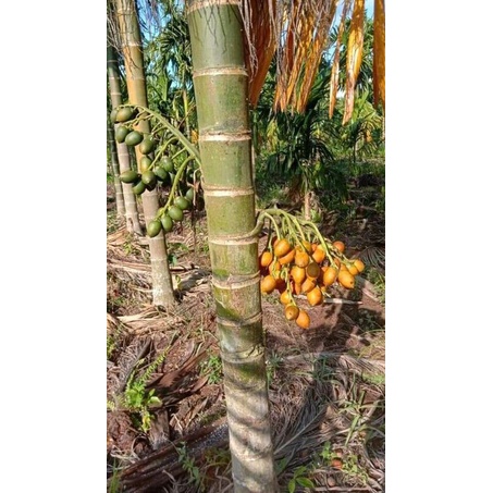 

BUAH PINANG BUAH JAMBE FRESS 1 KG