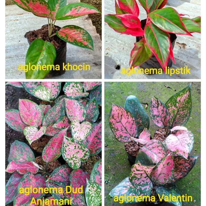 Paket 4 tanaman hias aglonema LIPSTIK-DUD ANJAMANI-RUBY-KOCHIN - aglAonema ( Tanaman hias hidup indo