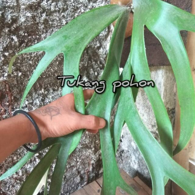 Tanaman tempel-tanduk rusa-tanaman hias tanduk rusa