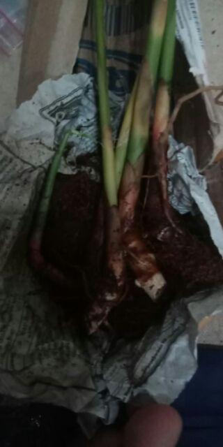 Bibit Kapulaga Hibrida Super Jumbo Kwalitas 1