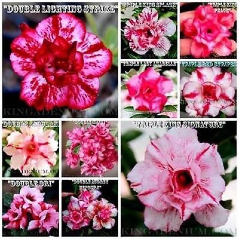 Paket 3 Adenium bunga tumpuk kemboja tanaman hidup - Tanaman Hias Hidup-Bunga Hidup-Bunga Hias
