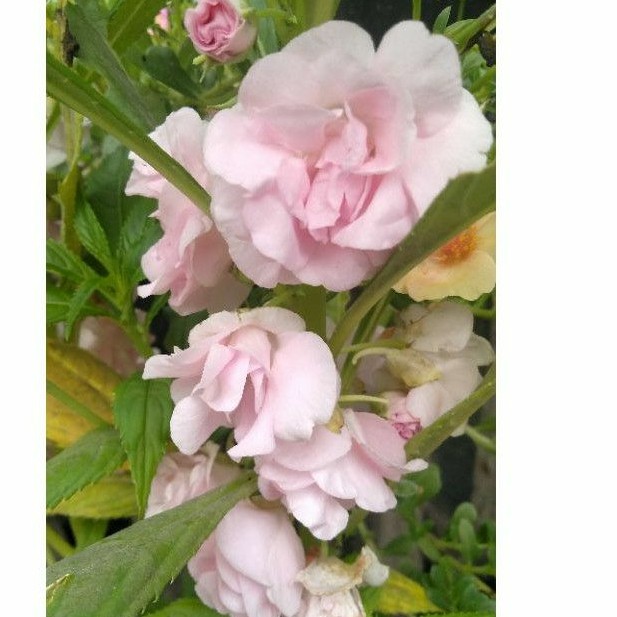 Pacar Air Tumpuk / Balsamnia soft pink