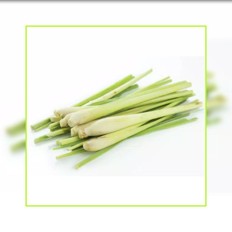 

DAUN SEREH SEGAR BARU PETIK