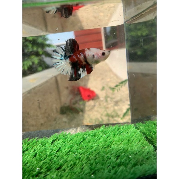 Cupang Multicolor Red Koi Copper (free female random)