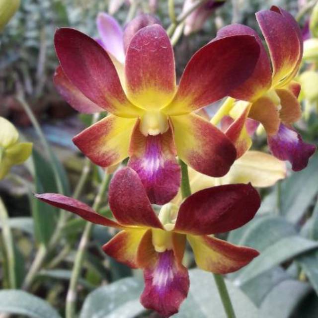 

Thongcay Gold X Thongdhang