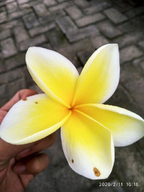 Packing Dus + Bubble