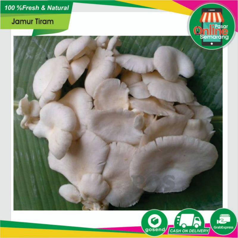 

Jamur Tiram / Sayur Sayuran Segar dan Fresh / Makanan Sehat / Belanja Sayur Sayuran Semarang