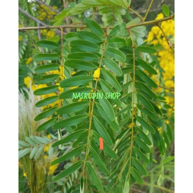 

DAUN JOHAR 1KG / DAUN JUAR SEGAR / JUHAR / SENNA SIAMEA / DAUN HERBAL / LANGSUNG PETIK / PROMO / TERLARIS / TERMURAH