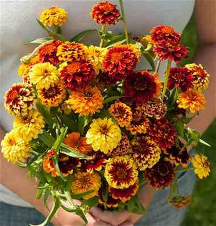 Haira Seed Bibit-Biji Bunga Zinnia Persian Carpet Mix