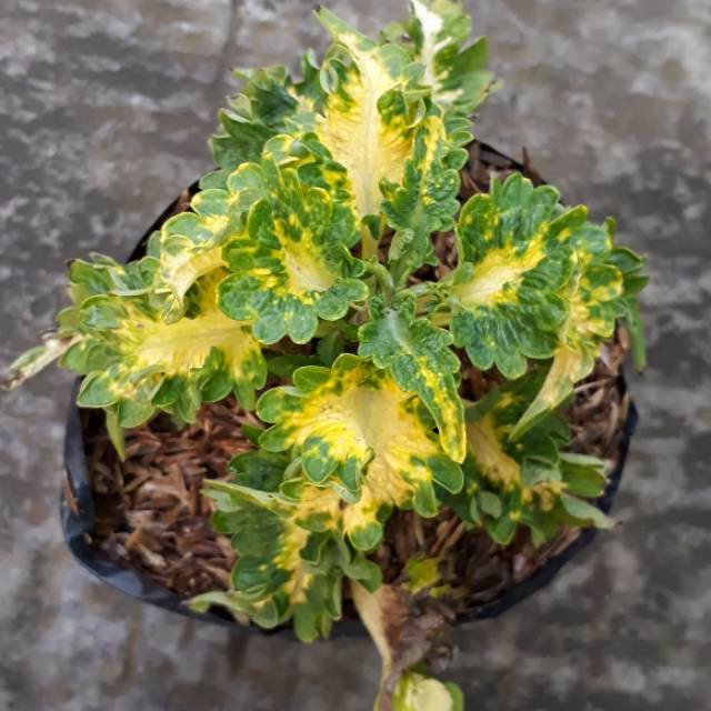 tanaman coleus yellow green - miana