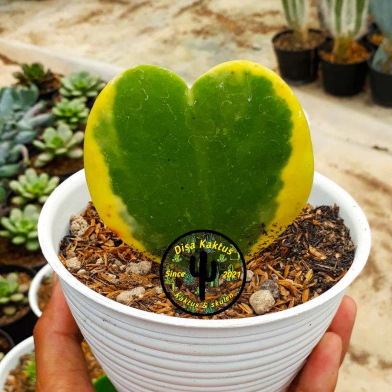KAKTUS SKULEN - love hoya variegata