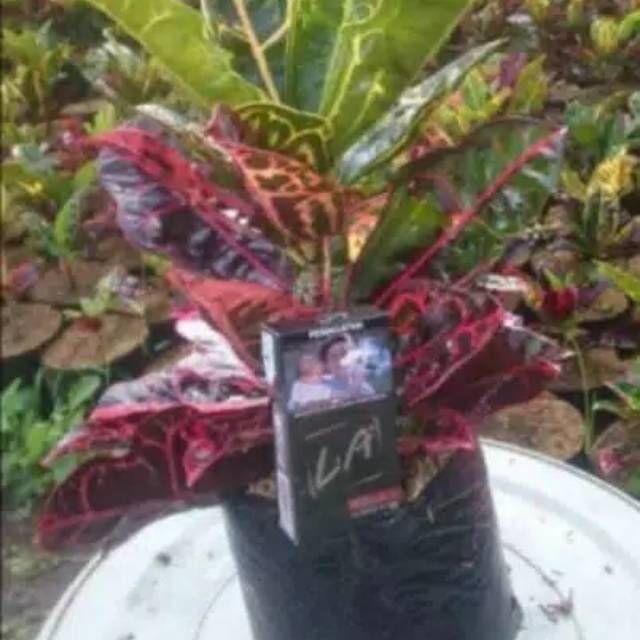 bibit bunga puring kura kura