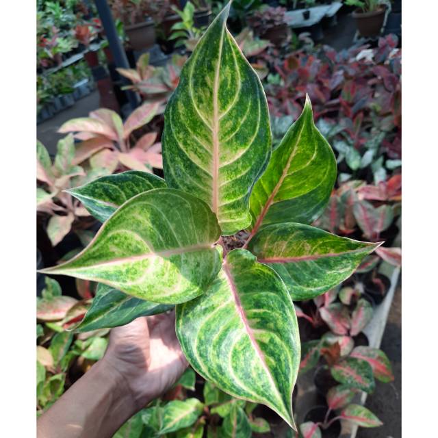[COD] Tanaman hias bunga Aglaonema Susan