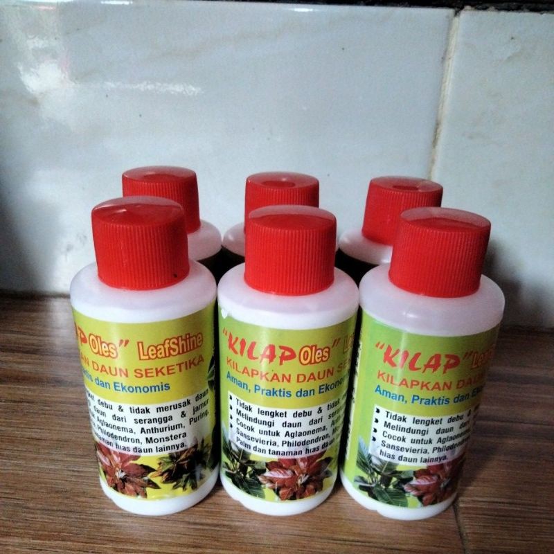 pengkilap daun aglonema