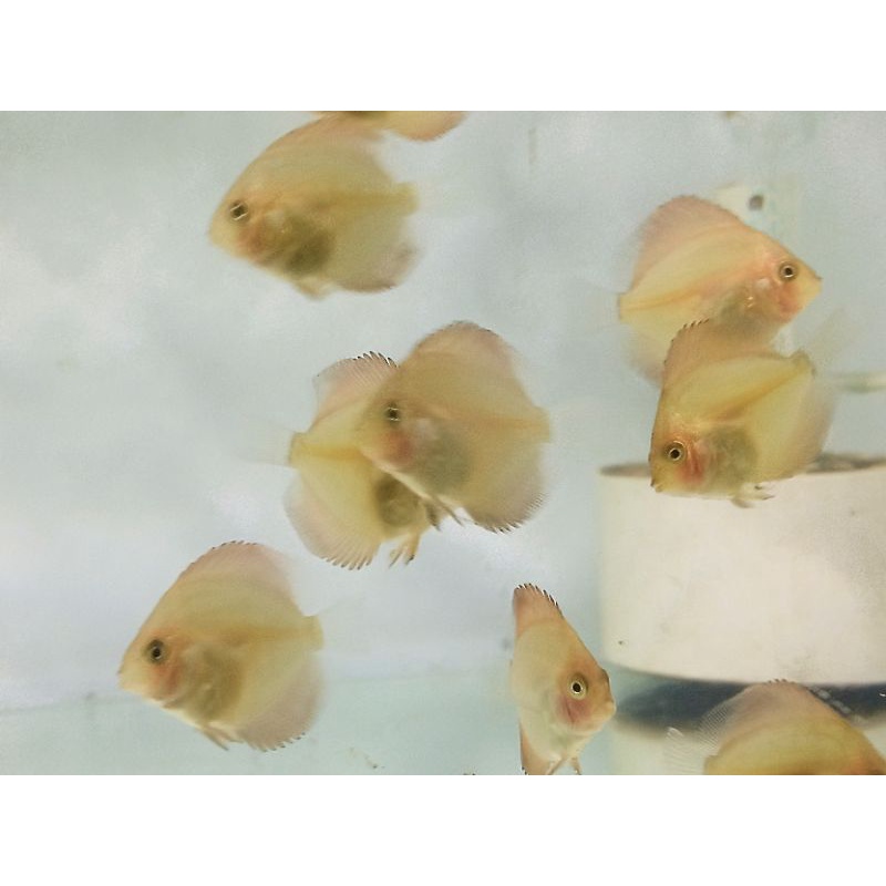 ikan discus 1 inc (2, 75cm) beli 10 gratis 1(harga promo)