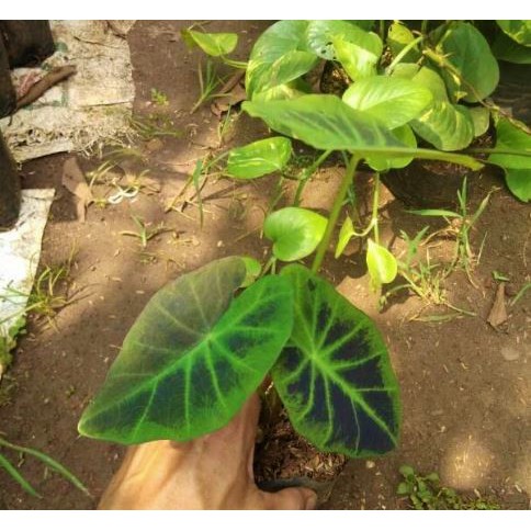 Tanan Hias Keladi Ungu