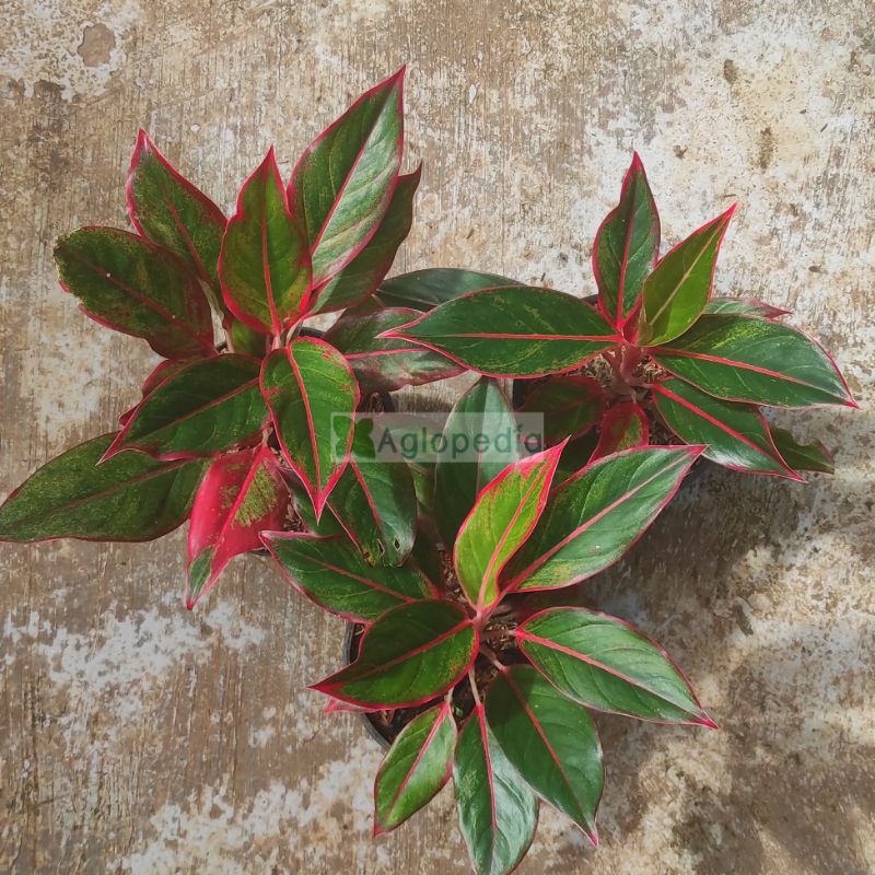 Aglonema Lipstik ( Siam Aurora) Aglopedia