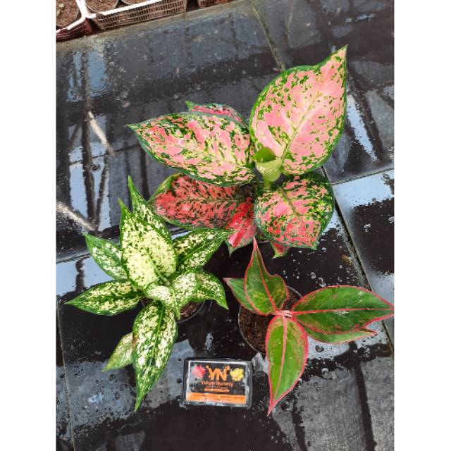 Bunga/tanaman/tanaman aglaonema PAKET AGLAONEMA (Aglaonema/Srirejeki)