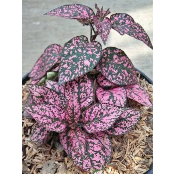 tanaman hias hidup Hipoestes pink cantik murah