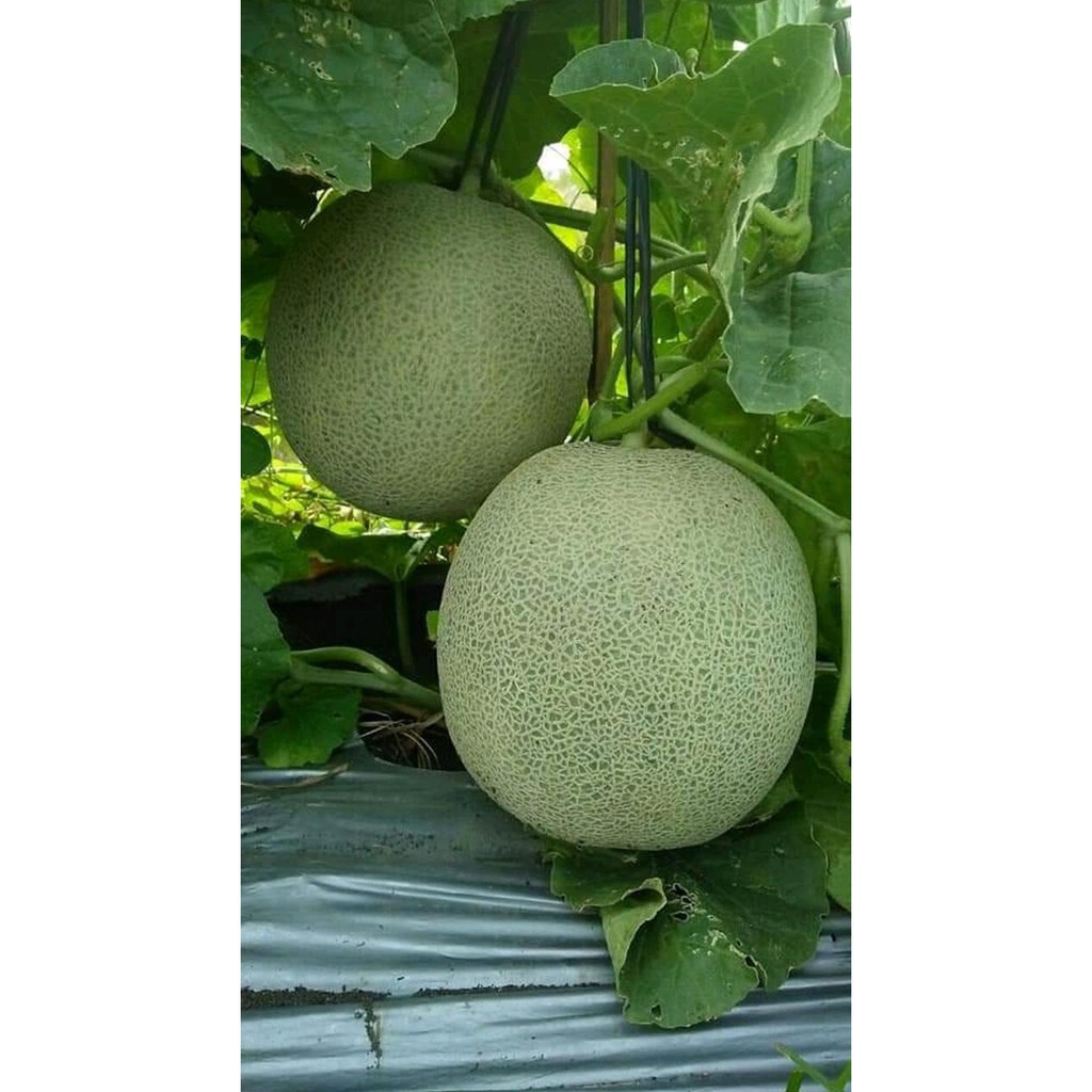 #_* BENIH MELON M-CLASS TAHAN VIRUS - BIBIT TANAMAN BUAH MELON ISI BANYAK 12RR