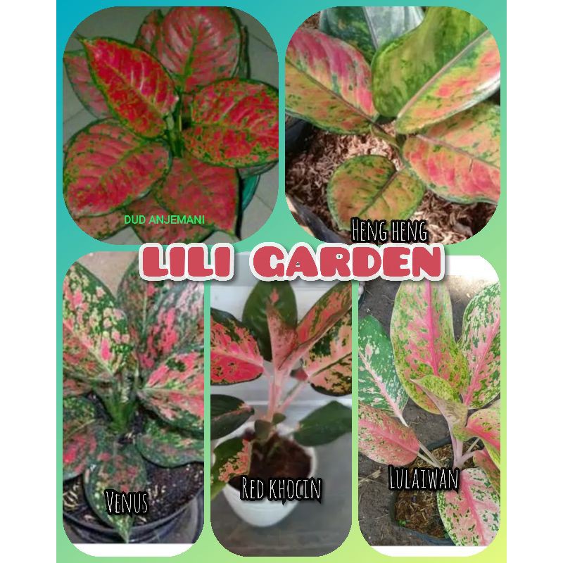 (COD√) Bunga Aglonema paket 5 jenis Dewasa daun 4-6 (dud, heng heng, venus, red khocin, lulaiwan) uk