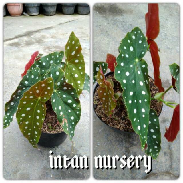 Tanaman Begonia Angel Wing Begonia Polkadot Tanaman Hias Begonia Rimbun