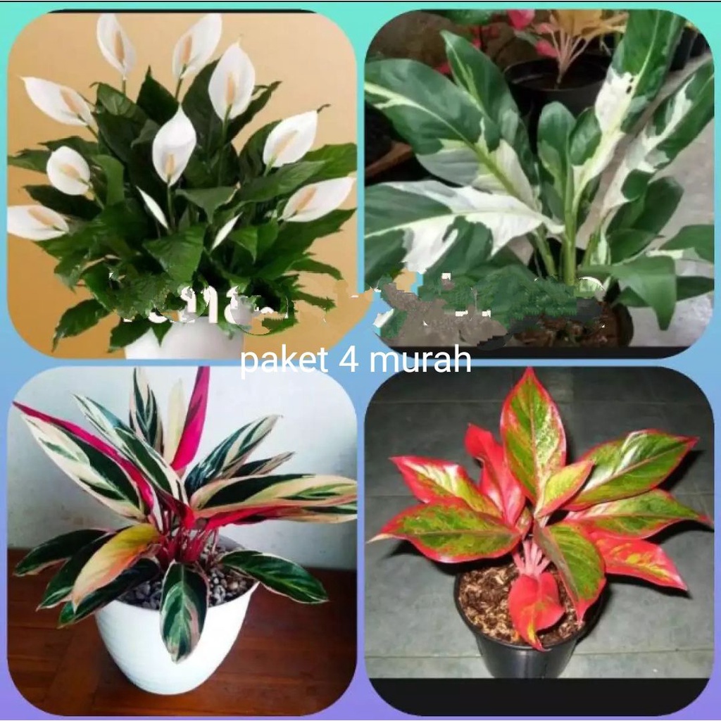 ( BUNGA HIDUP ) promo terbatas.tanaman hias hidup 4 paket..anglonema lipsitik/spatu flm valigatha TA