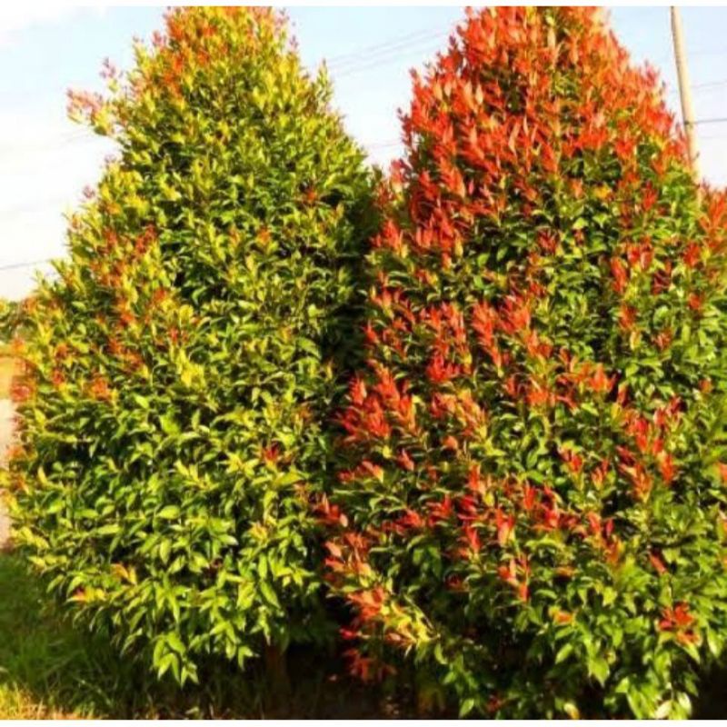 bibit pucuk merah tinggi 1 meter