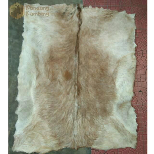 Kulit Bedug Kambing