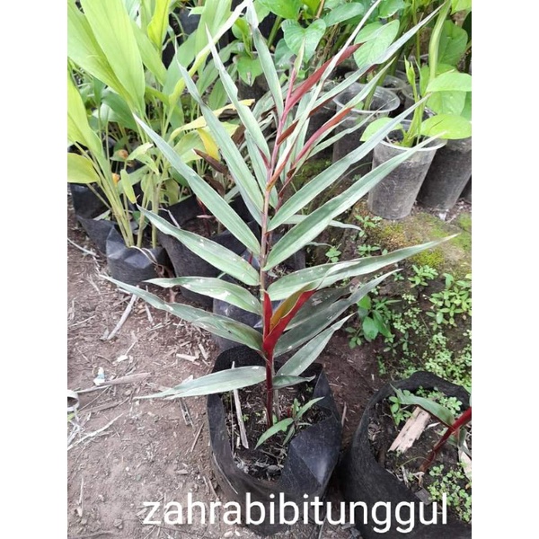 Bibit jahe wulung jahe hitam herbal
