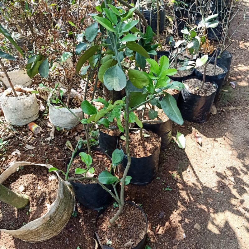 Pohon Jeruk Bali / Bibit Pohon Jeruk Bali