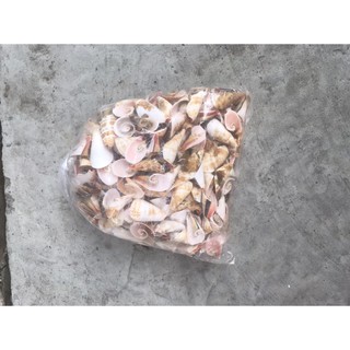 Jual Bahan Kerang (Kerang Terompet) | Shopee Indonesia