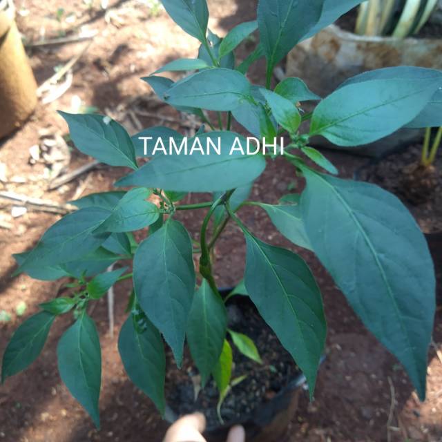 Tanaman bibit cabai merah
