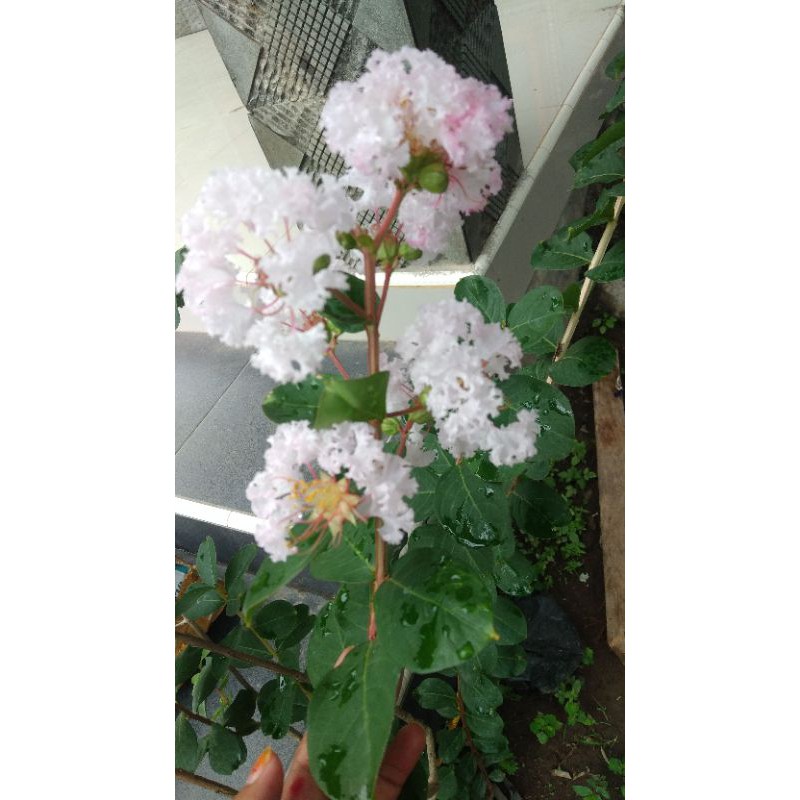 sakura lokal