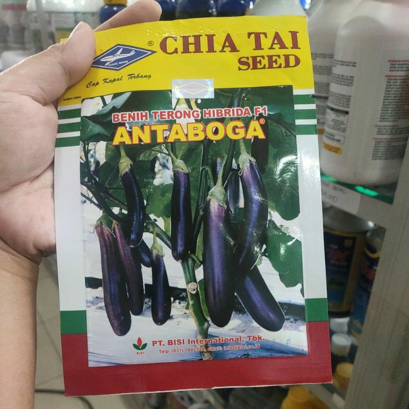 benih terong ungu Antaboga 10gram