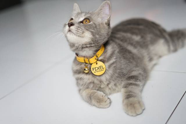 LOOD KALUNG KUCING KULIT ASLI- GRATIS UKIR NAMA - KUNING