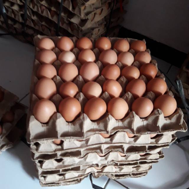

Telur ayam coklat