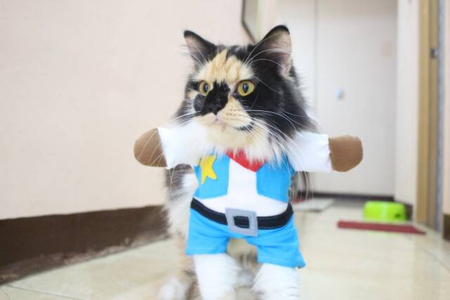 Kostum Koboi untuk kucing &amp; anjing /Jual Baju Kucing Terlengkap &amp; Berkualitas size S-XL