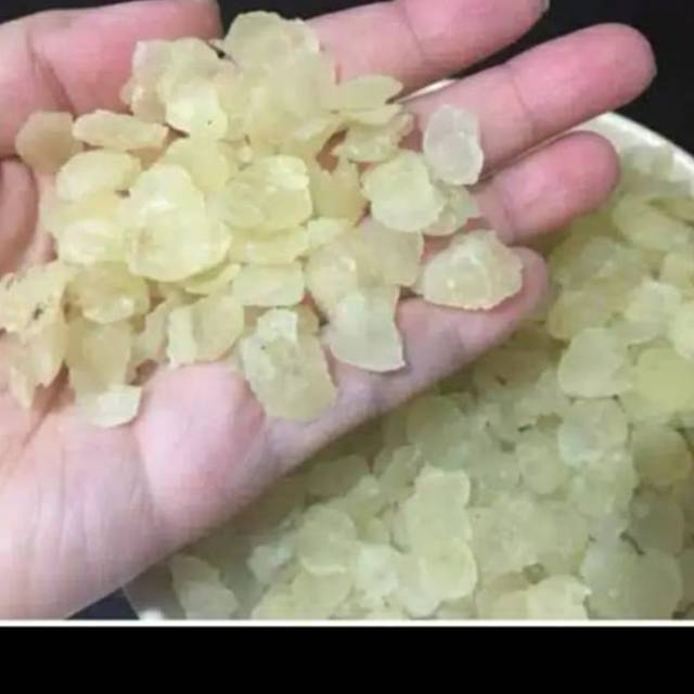 

Seed lotus(teratai salju)