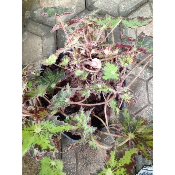 BEGONIA GREEN STAR /BEGONIA BINTANG BULU
