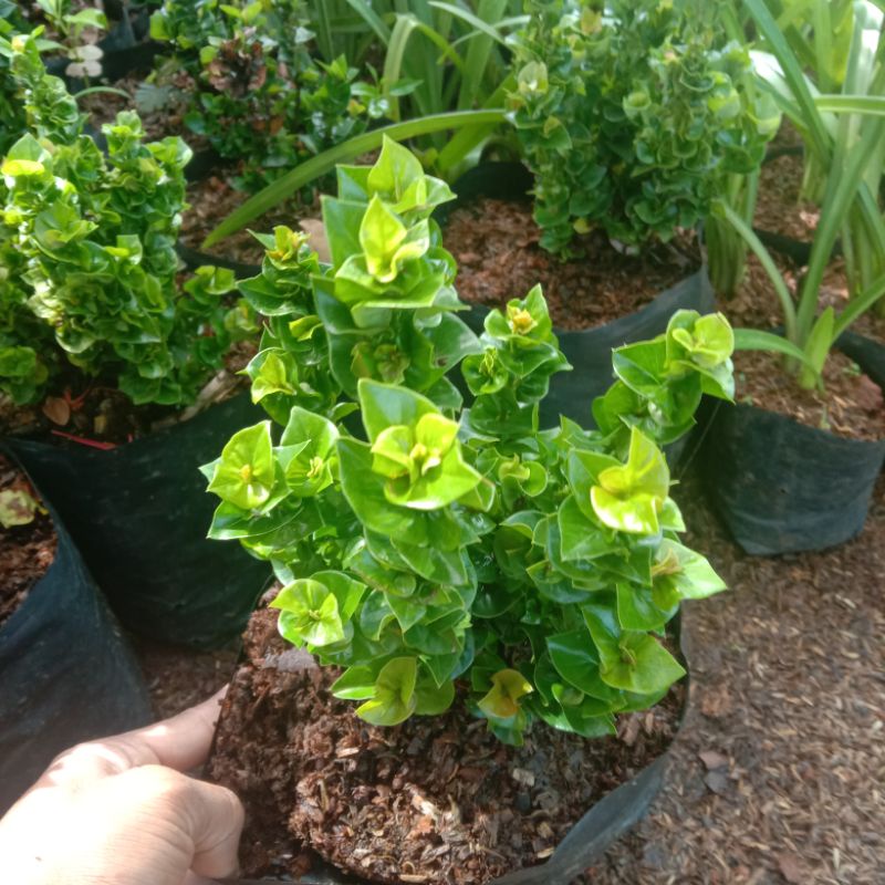 tanaman asoka tusuk sate soka tusuk sate bunga merah