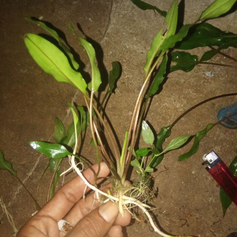 

Eci Green per batang