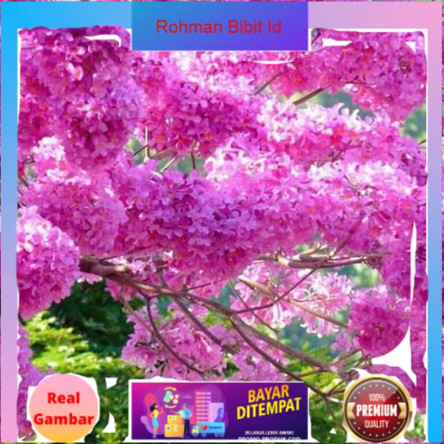 Bibit tanaman sakura bunga sakura